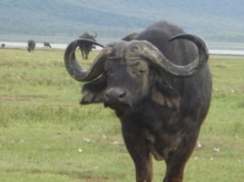 bull.JPG