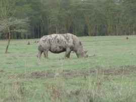 white-rhino.JPG